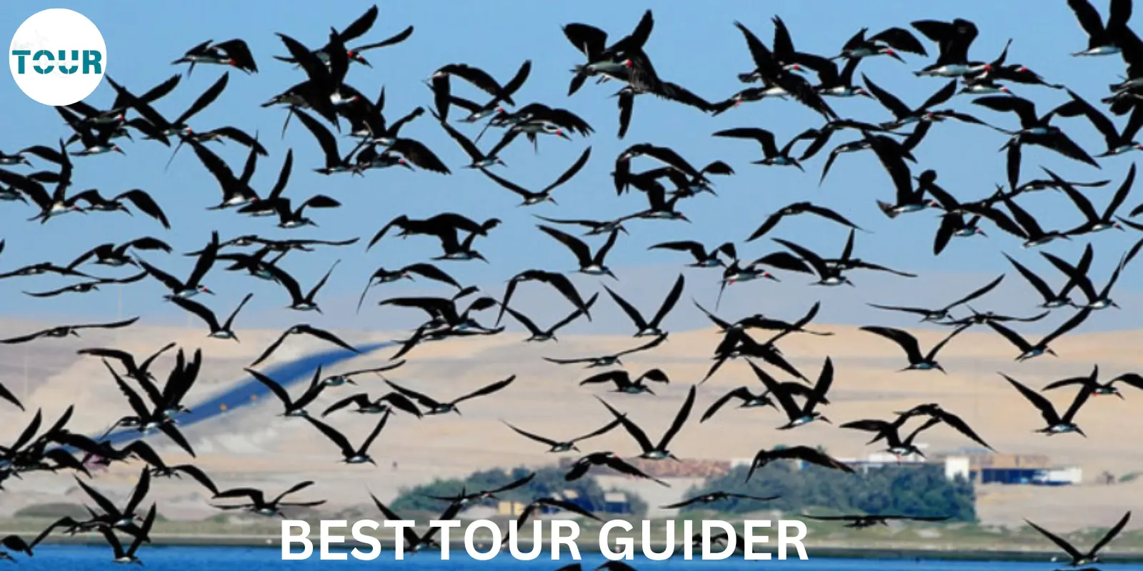 Bird Watching and Nature Walks